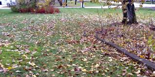 The new leaf landscaping company. Recycle Tree Leaves For Healthy Lawns Gardens And Water Unl Water