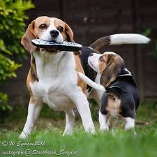 Louie Is Teaching His Boys One Of His Bad Habits Beagle Cute Dogs Beagle Hound