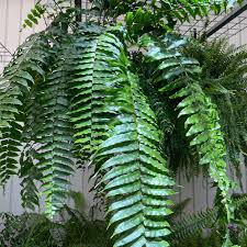 Image result for Nephrolepis biserrata