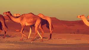 Leptadenia pyrotechnica base de données préludes, s.f.e. The Camel Genetic Resource Cgnr Sustainable Farming For Food And Health