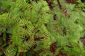 Image result for Gleichenia elongata