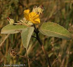 Image result for Melhania acuminata