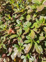 What S Wrong With My Azaleas They All Started Turning Grayish Brown After A Frost Zone 7b 8a Gardening Garden Diy Home Flo Azaleas Horticulture Orchids