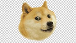 The shiba inu is intelligent, alert, and makes a good alarm dog at times. Shiba Inu Save The Doge Star Doge Weird Game Others Mammal Face Carnivoran Png Klipartz