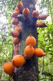 Image result for Diospyros abyssinica