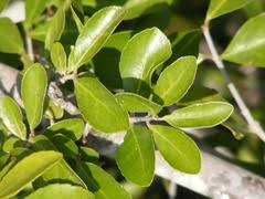 Image result for Anisotes rogersii