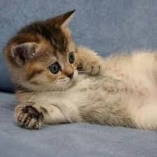 Yaramaz Kedi Keklikler03 Twitter