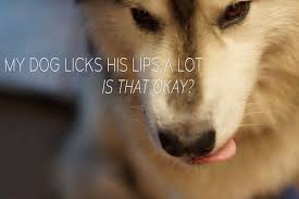 Pin On Dog Care And Training