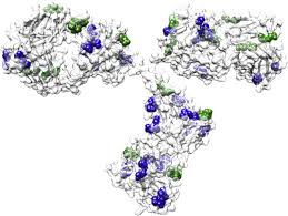 Get your free account now! Engineering Stability Viscosity And Immunogenicity Of Antibodies By Computational Design Sciencedirect