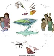 Emerging Human Infectious Diseases And The Links To Global Food Production Nature Sustainability