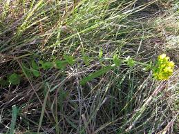 Image result for Sebaea sedoides