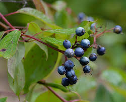 Maybe you would like to learn more about one of these? Various Blue Berries Brighten September Walks In Forests In Southern Ontario Natural Crooks Ramblings