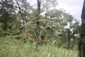 Image result for Hyperthelia dissoluta