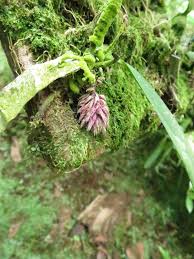 Image result for Bulbophyllum comatum