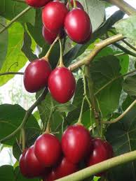 ✅ browse our daily deals for even more savings! Pin On Tree Tomato Tamarillo