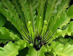 Image result for Asplenium aethiopicum