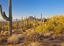 Gateway 18333 n thompson peak pkwy scottsdale, az 85255. Mcdowell Sonoran Preserve Scottsdale Arizona Arrivalguides Com