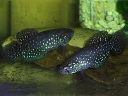 Image result for Ottelia fischeri