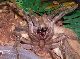 Tarantulas make for quiet pets that don't take up a lot of space, but they do have some specific care needs. Thai Tiger Tarantula For Sale Free Shipping