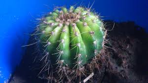 Ang iba't ibang uri ng halamang ornamental ay nagdudulot sa atin ng maraming pakinabang o kahalagahan. Ka Ek Ekan Busy Bee Busy Me