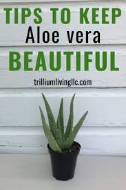Undress in the dark 2) cooking for invalids: 7 Alow Vera Ideas Plant Care Aloe Vera Plant Planting Flowers