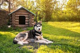 Es gibt hunde, die sich um die aufgabe kümmern, die darauf wartet, dass du fertig bist. Hund Draussen Halten Oder Doch Lieber Im Haus Rinti