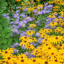 Image result for Aster