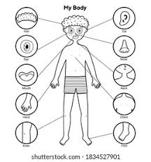 After reading this blog title, you're probably expecting the following paragraph to be about how your hands can age you, right? My Body Parts Black White Educational Stock Vector Royalty Free 1834527901