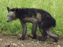 Sign up for a newsletter today! Black Bears Are Going Bald It Might Be Even Worse Than It Looks The Washington Post