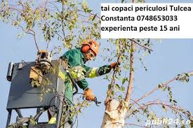 Dreptul de proprietate privată este acel drept patrimonial real care conferă titularului dreptului exercitarea asupra lucrurilor,a posesiei,folosinţei şi a caracterele dreptului de proprietate privată. Taiere Toaletare Copaci Si Arbori Cu Alpinist Utilitar Adroa Serv