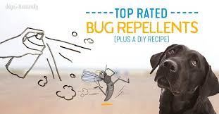 10 Natural Diy Mosquito Repellents For Your Dog Mosquito Repellent For Dogs Fly Repellant For Dogs Dog Bug Spray