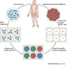 Adoptive Cell Transfer A Clinical Path To Effective Cancer Immunotherapy Nature Reviews Cancer