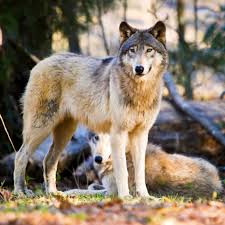 Check spelling or type a new query. What Do Wolves Eat Mostly Ungulates But There Is Much More To Learn