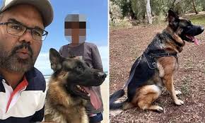 AlfaDog death: Adelaide family left devasted and demanding answers after  their pet German Shepherd Nahla, 6, dies one day after being left with  boarding kennel