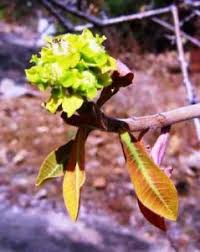 Image result for Hippocratea goetzei