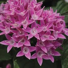 Image result for Pentas lanceolata