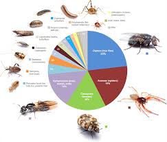Then, what are white mites? Trying Lysol Kill Lice
