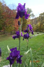 Check spelling or type a new query. Inforebloomingirises Main Iris Wiki