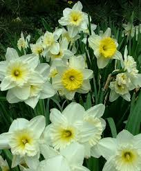 Pin On Large Cupped Narcissi
