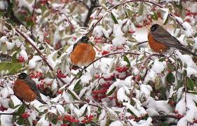 Snow Robins Nature Conservation Beautiful Birds Heated Bird Bath