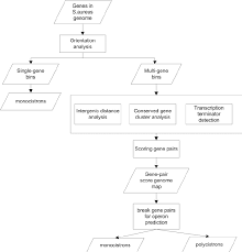 a flow chart of operon annotations in s aureus by