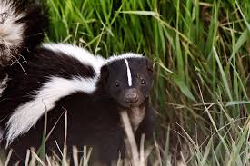 How to get rid of skunks. How To Get Rid Of Skunks Wildliferemoval Com