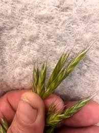 Image result for Microstegium fasciculatum