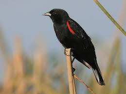 We did not find results for: Red Winged Blackbird Ebird