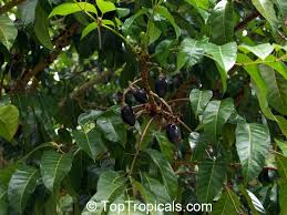 Image result for Canarium