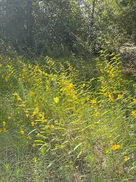 Image result for Chamaecrista polytricha