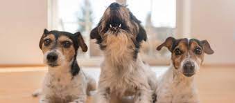 Chien d'appartement qui n'aboie pas : Ce Qu Il Faut Faire Quand Les Aboiements De Chien Du Voisin Vous Genent