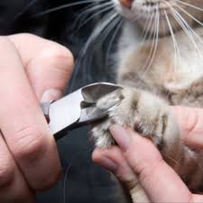 Although for some finding nail grinders then work for their cat can be a challenge. Best Cat Nail Clippers For Fussy Cats Cat Cave Co