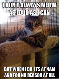 Cat Food Breath On Twitter Cat Memes Cute Animals Cats