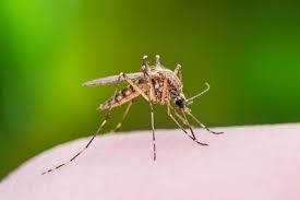 Get rid of breeding grounds. 20 Genius Tricks To Avoid Getting Bitten By Mosquitos